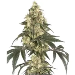 Boujee Berriez Feminisierte Hanfsamen, 3 Samen