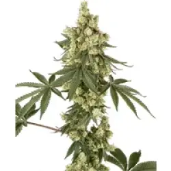 Lambo Haze Feminisierte Hanfsamen, 3 Samen