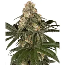 Silk Truffle Feminisierte Hanfsamen, 3 Samen