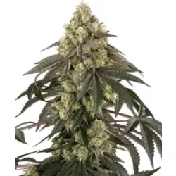 Loud Kush Feminisierte Hanfsamen, 3 Samen