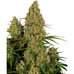 Sticky Orange XXL Automatic Hanfsamen, 3 Samen