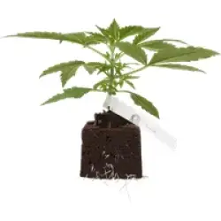 Black Lily Feminisierte Cannabispflanzen, 1 Samenpflanze