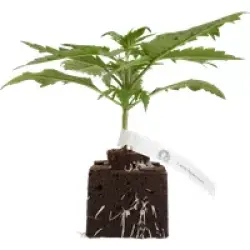 Candy Apples Automatic Cannabispflanzen, 1 Samenpflanze