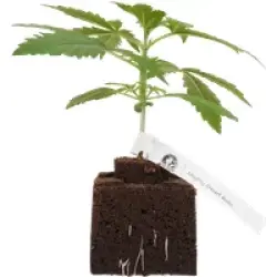 Mighty Dwarf Automatic Cannabispflanzen, 1 Samenpflanze