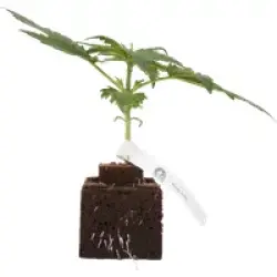 Runtz Automatic Cannabispflanzen, 1 Samenpflanze