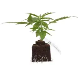 Sauvignon Blanc Automatic Cannabispflanzen, 1 Samenpflanze