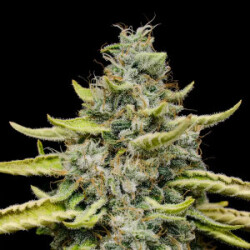 Blue Cheese Royal Queen Seeds feminisiert 3er Pack