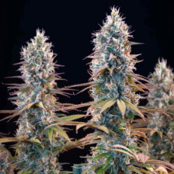 Granddaddy Purple Royal Queen Seeds feminisiert 3er Pack