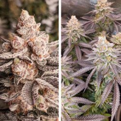 Orange Bud 2.0 - Dutch Passion feminisiert 3er Pack