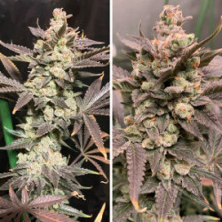 Skywalker Haze - Dutch Passion feminisiert 3er Pack