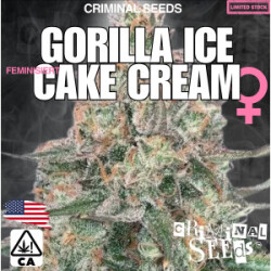 Gorilla Ice Cake Cream x Cali - Criminal Seeds feminisiert 3er Pack