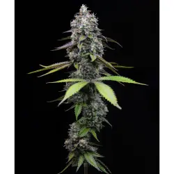 Barneys Farm Zoap 3er Pack