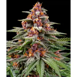 Barneys Farm Runtz Auto 3er Pack