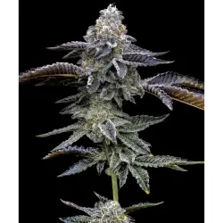 Barneys Farm Blue Dream 3er Pack