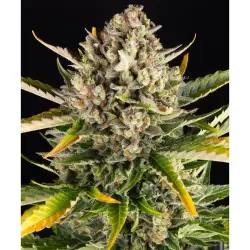 Barneys Farm Strawberry Cheescake Auto 3er Pack