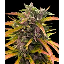 Barneys Farm Gorilla Glue Auto (GG4) 3er Pack