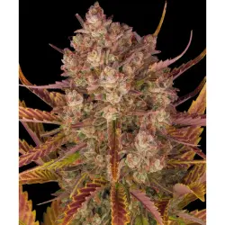 Barneys Farm Dos Si Dos Auto 3er Pack